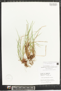 Carex nigromarginata image