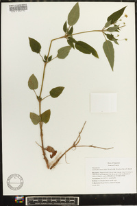 Lysimachia tonsa image