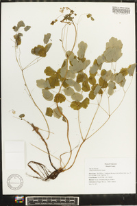 Thalictrum mirabile image