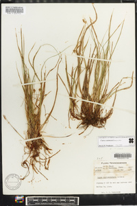 Carex emmonsii image