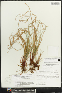 Carex emmonsii image