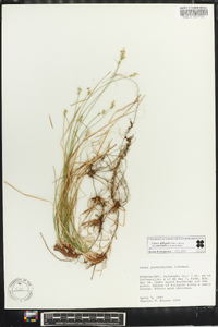 Carex albicans var. australis image