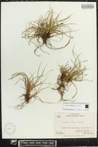 Carex umbellata image