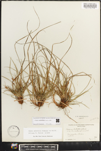 Carex umbellata image