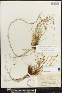 Carex umbellata image