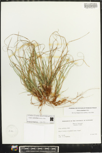 Carex umbellata image