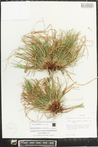 Carex umbellata image