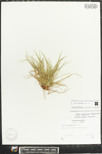 Carex umbellata image