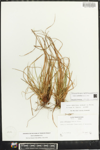 Carex umbellata image