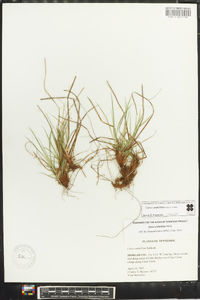 Carex umbellata image