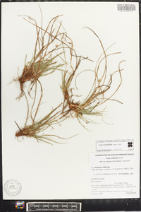 Carex umbellata image