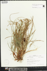 Carex floridana image