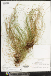 Carex albicans var. australis image