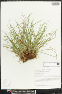 Carex nigromarginata image