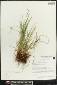 Carex nigromarginata image