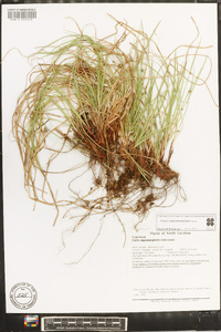 Carex nigromarginata image