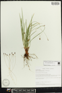 Carex nigromarginata image