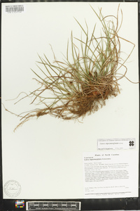 Carex nigromarginata image