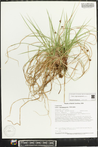 Carex nigromarginata image