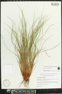 Carex reznicekii image