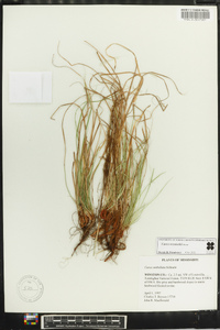 Carex reznicekii image