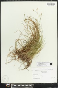 Carex albicans var. australis image