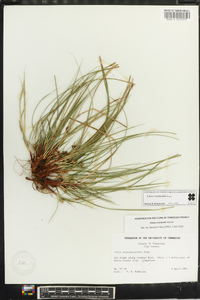 Carex reznicekii image