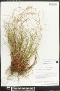 Carex reznicekii image