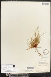 Carex reznicekii image