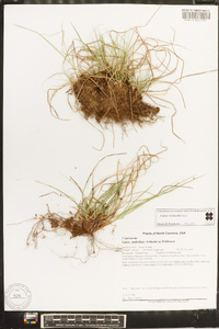 Carex reznicekii image