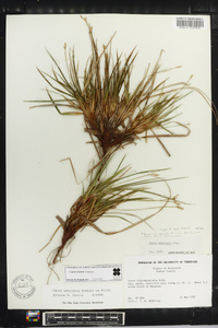 Carex tonsa image