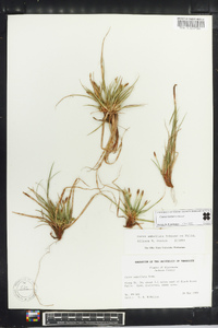 Carex tonsa image