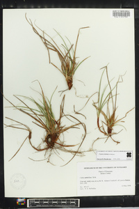 Carex tonsa image