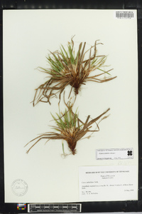 Carex tonsa image