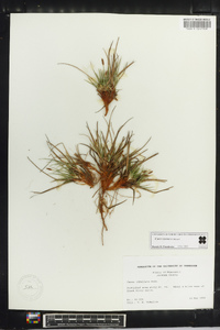 Carex tonsa image