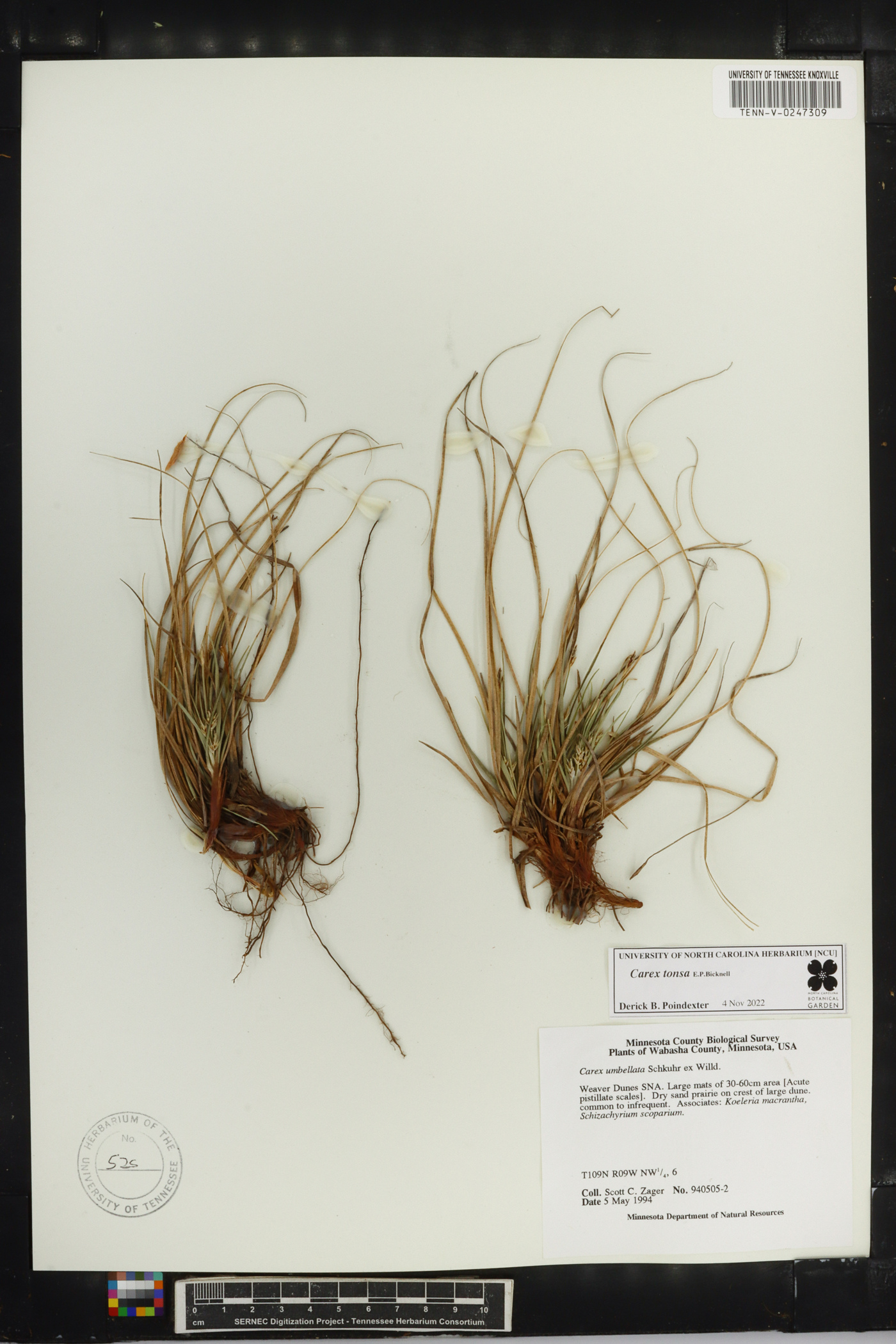 Carex tonsa image