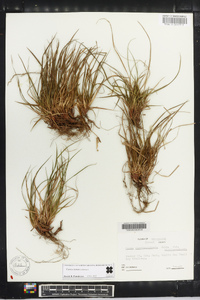 Carex tonsa image