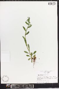 Myosotis macrosperma image