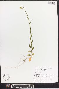 Thlaspi alliaceum image