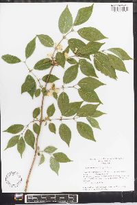 Lonicera maackii image