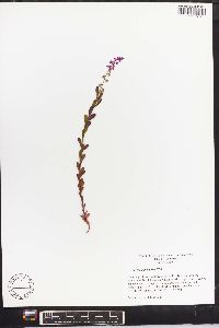 Polygala polygama image