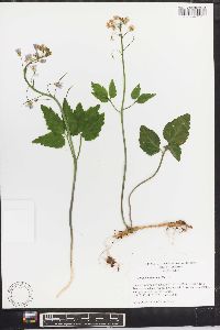 Cardamine angustata image