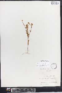 Polygala mariana image