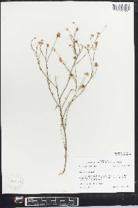 Polygala mariana image