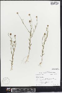 Polygala mariana image