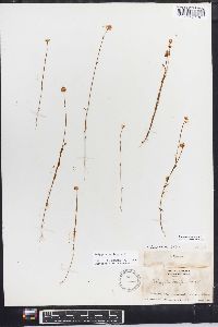 Polygala mariana image