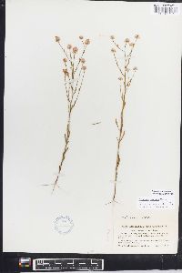 Polygala mariana image