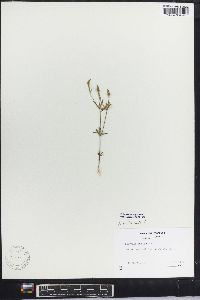 Polygala ambigua image