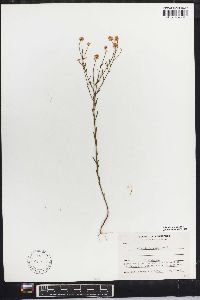 Polygala mariana image