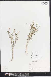 Polygala mariana image